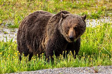 Wild grizzly bear in Canada by Roland Brack