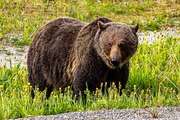 Wilde grizzlybeer in Canada van Roland Brack