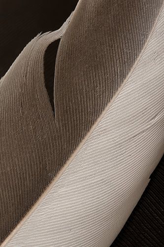 De schoonheid van imperfectie van een eenvoudige veer met bruintinten