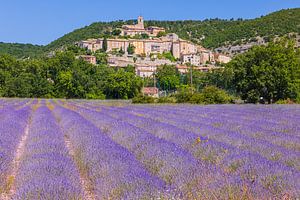 Lavendelfelder bei Banon, Frankreich