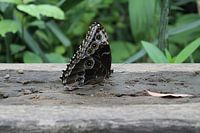 Beautiful butterfly