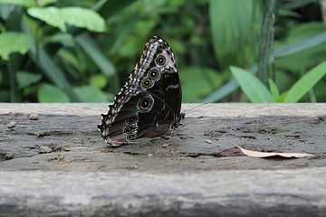 Beautiful butterfly van Daniëlle van den Berg