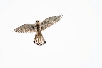 Kestrel in flight by Danny Slijfer Natuurfotografie