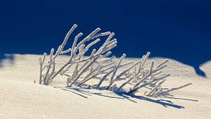 Zweige mit Schnee, Norwegen von Adelheid Smitt