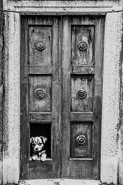 Chien dans la porte sur Origin Artworks