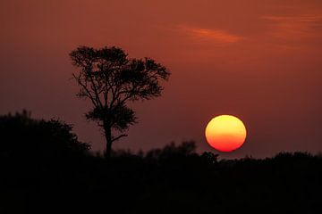 Zonsondergang Kruger National Park van Meleah Fotografie