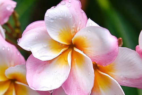 Droompalet: witte, oranje en roze frangipanibloemen