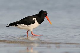 Oystercatcher ( Haematopus ostralegus ) in wadden sea, searching for food  in shallow water, wildlif by wunderbare Erde