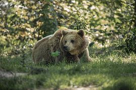 Braunbär von Tim Voortman