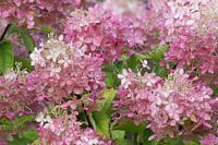 Pink beauty plum hydrangea