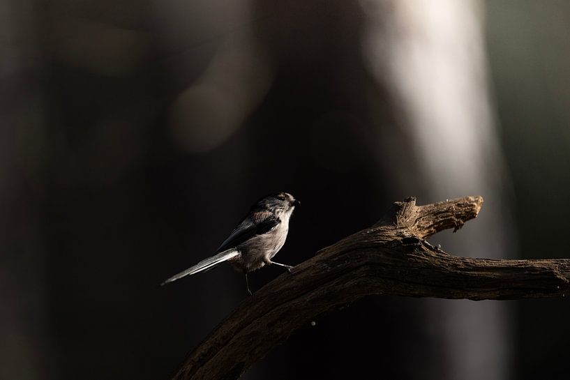 Blaumeise im Wald Aegithalos caudatus von Egon Zitter