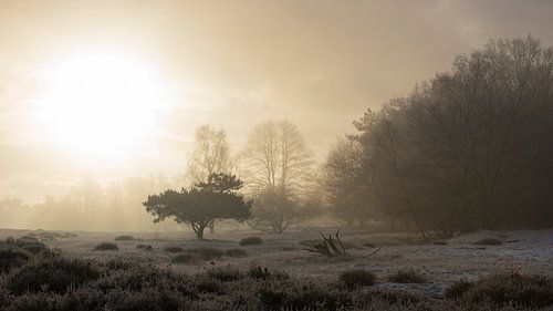 Zonsopkomst op de heide 3