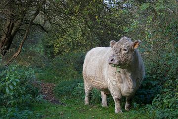 Le taureau Galloway sur Miss Dee Photography