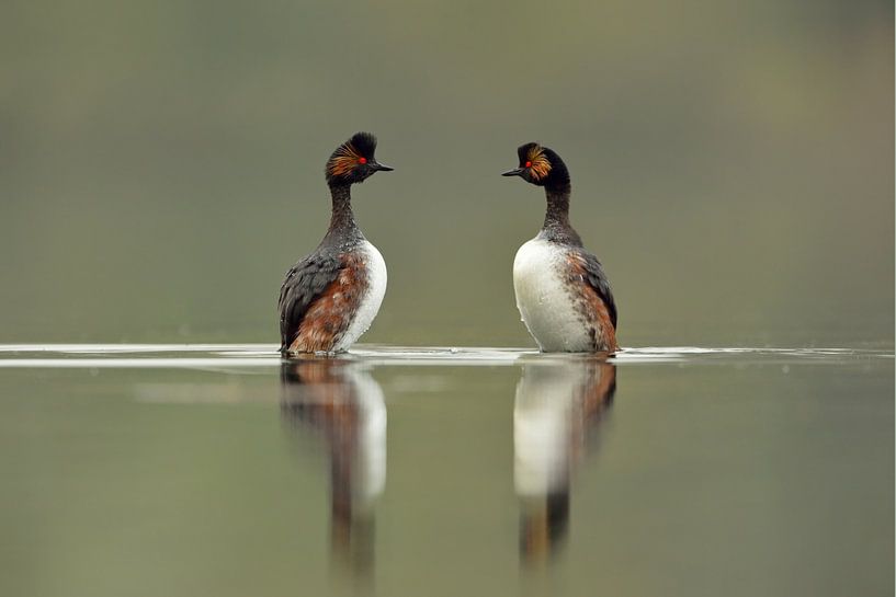 Penguin dance... Black-necked grebe ( Podiceps nigricollis ) in courtship display by wunderbare Erde