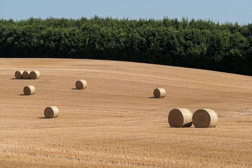Gefreesd korenveld met grote ronde hooibalen in groepen