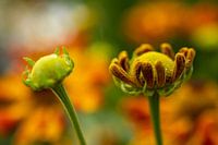 Bloem