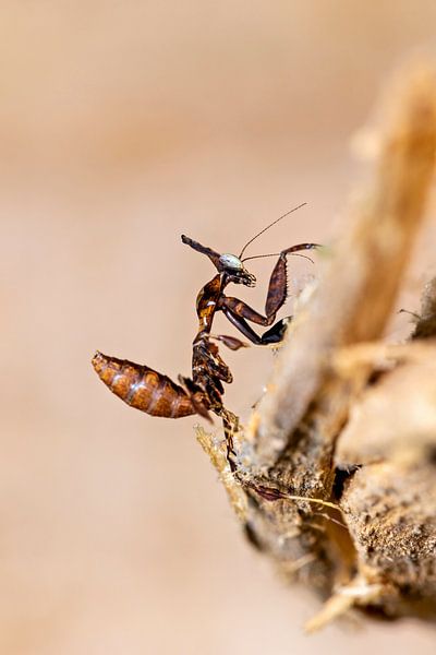 Eine Geistermantis von Roland Brack