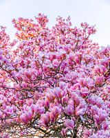 Quand le soleil embrasse les magnolias.