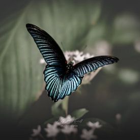 Vlinder van K. Engelhardt Photography