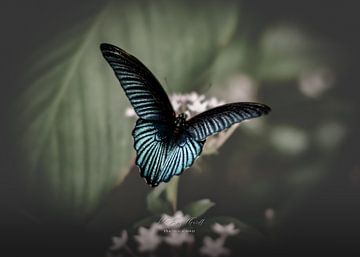 Vlinder van K. Engelhardt Photography