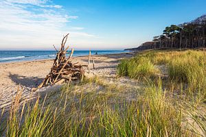 Baumstämme am Weststrand auf dem Fischland-Darß
