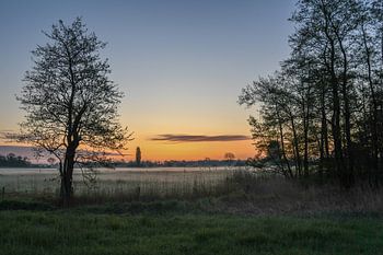 Arbre dans la lumière du matin