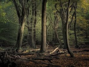 Herbst im Speulderbos mit einer geheimnisvollen, dunklen Atmosphäre