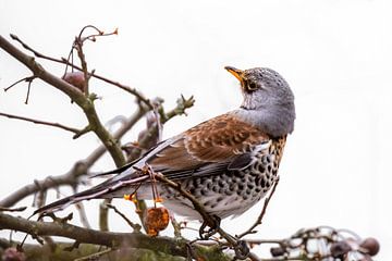 Fieldfare on a crab apple tree