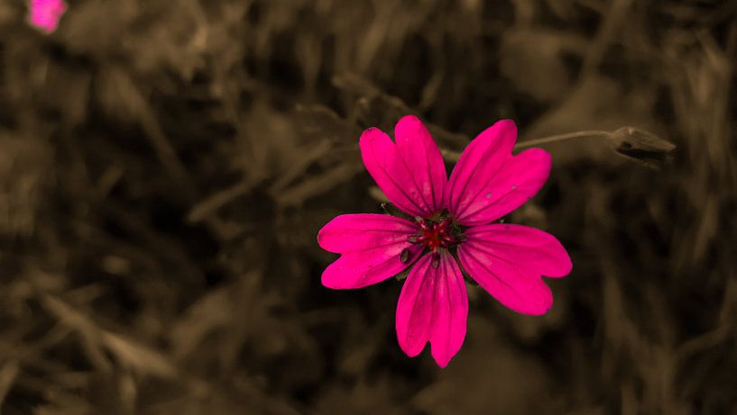 Flower only by Jenny Heß