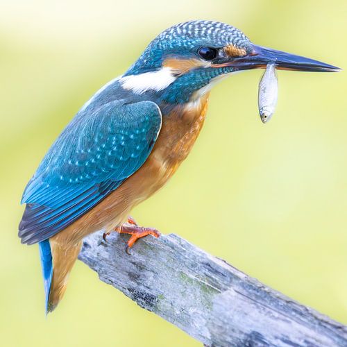 Kingfisher