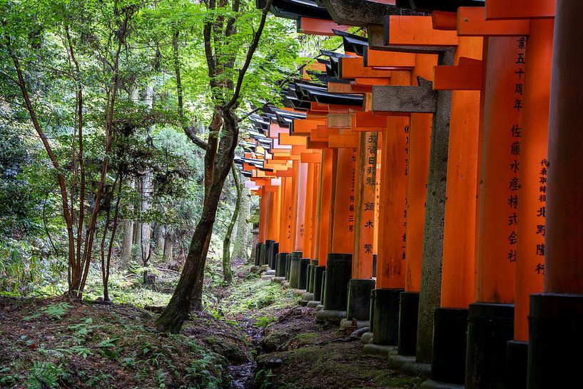 Tempeltore in der Natur von The Wandering Piston