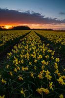 narsissen veld