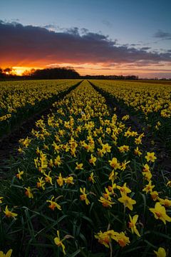 narsissen veld van Marcel Hof