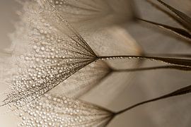 Natural calm: Shining in the light by Marjolijn van den Berg