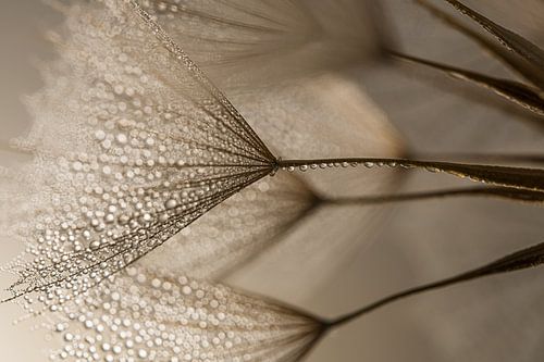 Natuurlijke rust: Schitteren in het licht