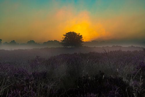 De Drentse heide tijdens zonsopkomst