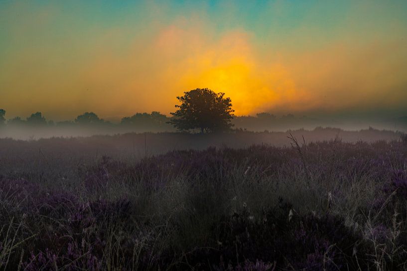 The Drentse heath during sunrise by Gert Hilbink