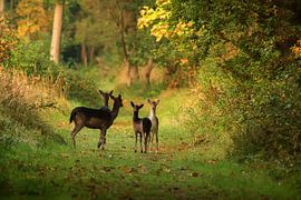 Herten in Oranjezon I