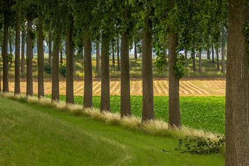 Bomen op een rij van René Roos