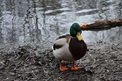 Die Ente