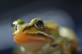 Very nice photo of a frog by Arthur Wisse