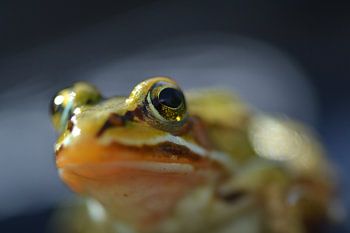 Very nice photo of a frog