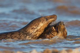 Paar Grey Seals beim Spielen in der Brandung von Jeroen Stel