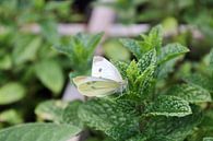 witte vlinder op een muntplantje van Joran Keij thumbnail