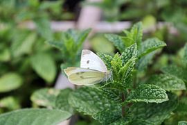 papillon blanc sur une plante de menthe sur Joran Keij