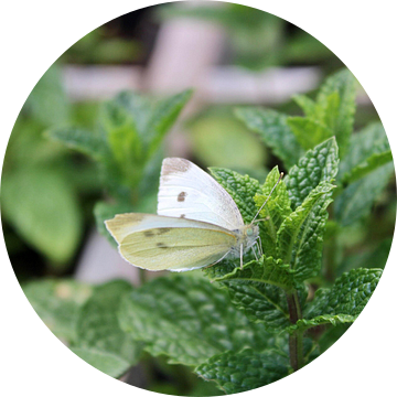 witte vlinder op een muntplantje van Joran Keij