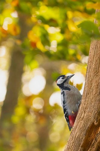 Great spotted woodpecker by Sam Mannaerts