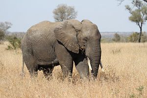 Olifant Zuid Afrika sur Jeroen Meeuwsen