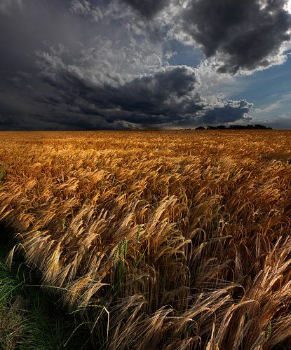 Strohgaeu sur Nicolas Schumacher