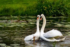White swans and their love dance by Yvonne Van Hijum